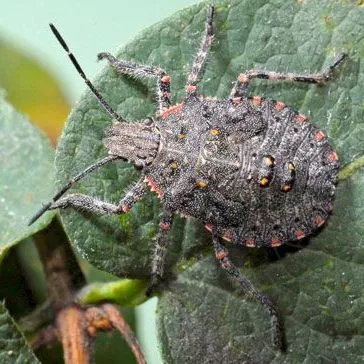 thumbnail for publication: Brown Marmorated Stink Bug, Halyomorpha halys (Stål) (Insecta: Hemiptera: Pentatomidae)